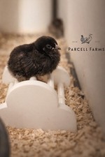 Parcell Farms Barra