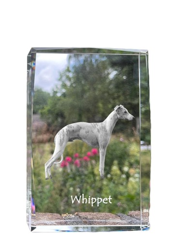 Whippet piccolo inglese - whippet,,