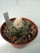 Ariocarpus lloydii oltre 5 cm we cactus cactus Astrophytum Aztekium Geohintonia