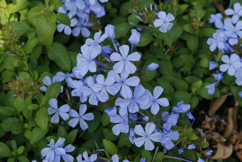Pianta plumbago gelsomino