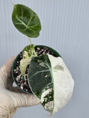 Alocasia pink black velvet - pink,