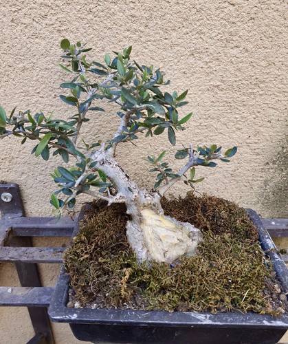 Bonsai shohin olivastro - di,