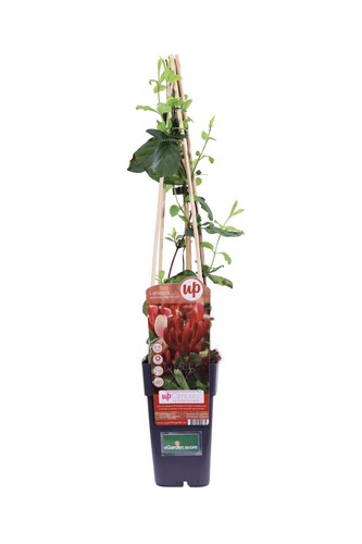 Pianta caprifoglio lonicera - caprifoglio,