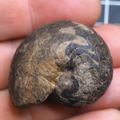 Goniatite ematite mm - goniatite,