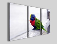 Quadri animali Colors of