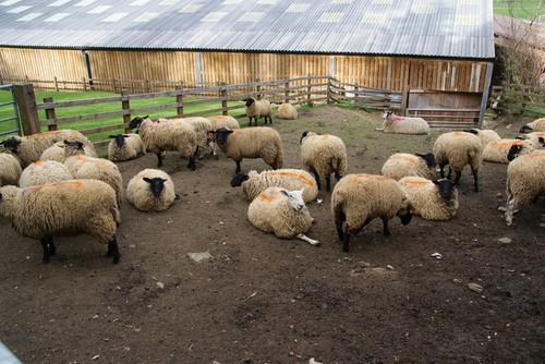 Photo suffolk sheep at - a2,