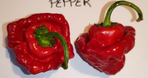 Semi peperoncino - di,
