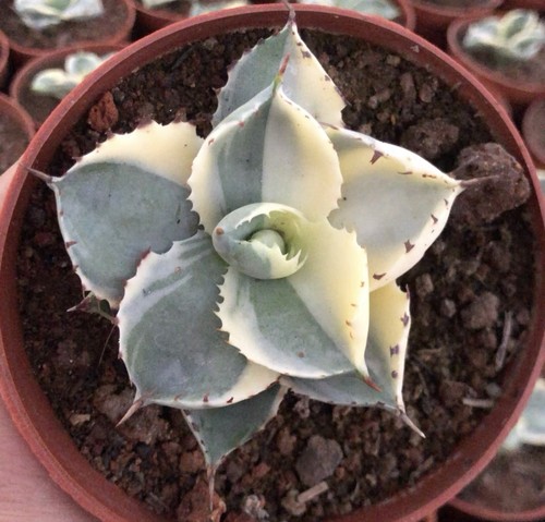 1pcs 110cm cactus pianta - 1pcs,