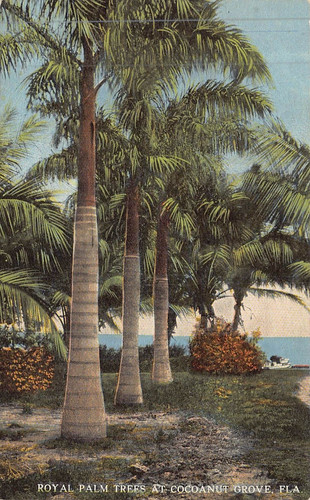 Cocoanut grove florida - grove, florida~palme
