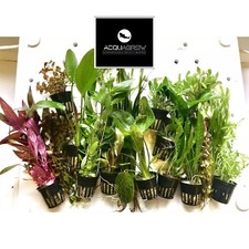 ✅Piante Acquario 10 Pz  MISTE Paludario Pesci ASSORTIMENTO FACILI PACK PIANTE
