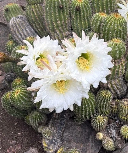 Tri cereus schickendantzii - tri.cereus,