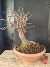 bonsai di  prunus mume h 51 cm