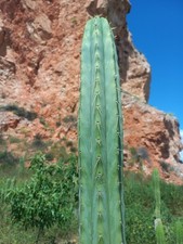 Giant Bridgesii 50 cm