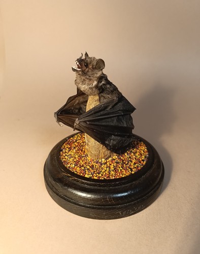 Taxidermy cabinet de - cabinet,