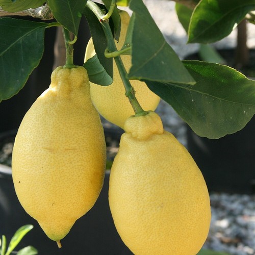 Agrumi limone lunario pianta - limone,