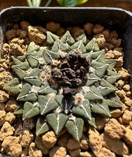 Ariocarpus kotschoubeyanus v