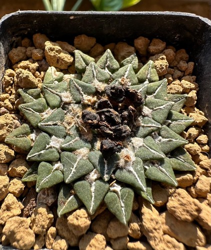 Ariocarpus kotschoubeyanus - , v
