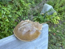 Horseshoe Crab 13-16"