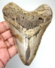 MEGALODON SHARK TOOTH REAL