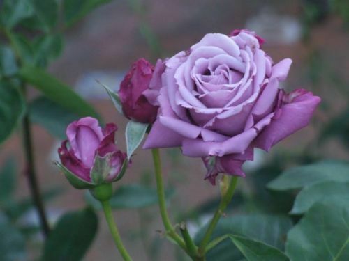 Semi rosa viola - viola, rarissima