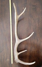 Palco Cervo 55cm circa