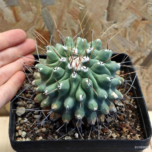 Thelocactus rinconensis vaso - thelocactus,