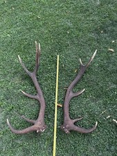 Coppia palchi corna di cervo