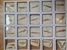 Un pesce fossile osseo vero