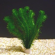 Pianta piante facile acquario - pianta,