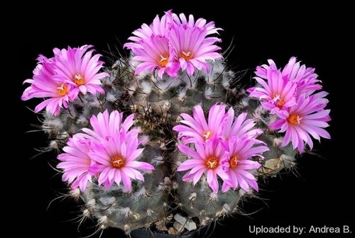 Turbinicarpus roseiflorus 10 - roseiflorus, (10