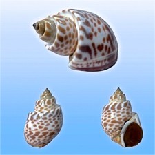 Babyloniidae, Babylonia spirata, Flores, Indonesia, 68 mm, VERY NICE COLORS