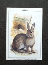 K516- Advertising Pubblicità - ANIMALI , CONIGLIO SELVATICO , SCHEDA DIDATTICA