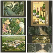Lotto cartoline Cavas Codorniu