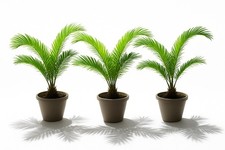 Piantine  di CYCAS REVOLUTA 3