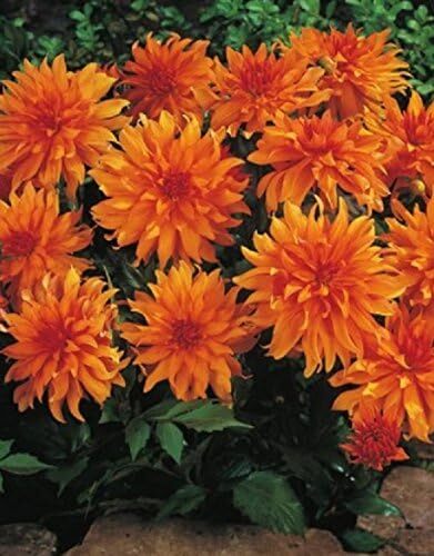 Dalia nana fata - , d'autunno