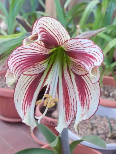 Hippeastrum paz papilio - hippeastrum,