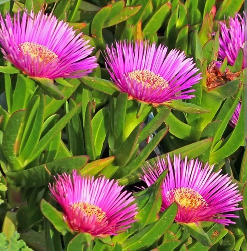 Carpobrotus fico degli - fico,