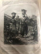 splendida stampa illustrazione