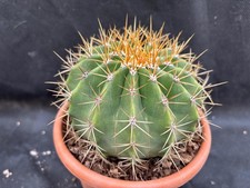 FEROCACTUS SCHWARZII IL