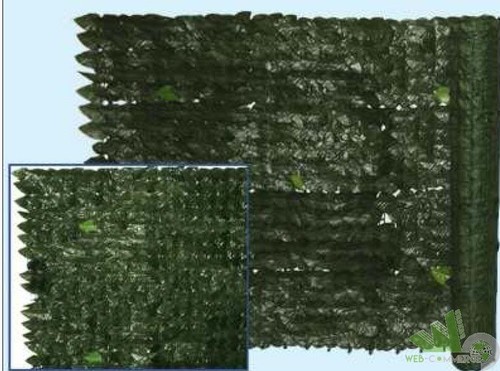 Siepe evergreen edera - edera, arella
