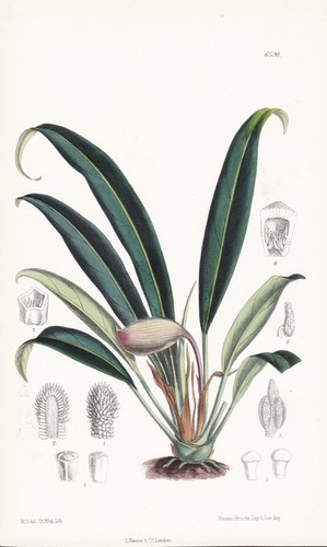 Piptospatha insignis borneo - piptospatha,