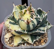 Agave Titanota "White Whale"
