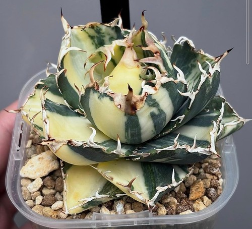 Agave titanota white - titanota, "white