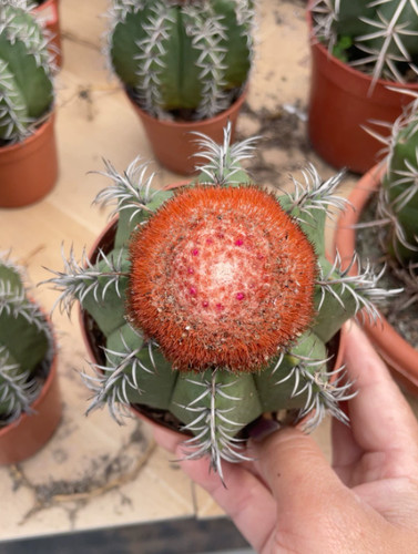 Rarocactus melocactus - rarocactus,