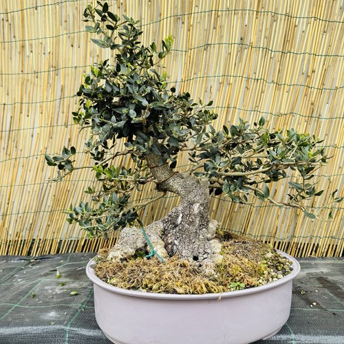 Pre bonsai phillirea - bonsai,
