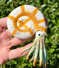 Espositore modello fossile