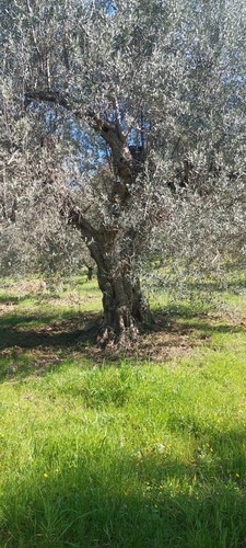 Ulivo secolare prezzo - secolare., e