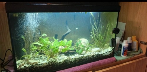 Acquario aqpet litri - acquario,