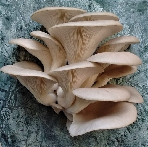 Pleurotus dryinus micelio - , a
