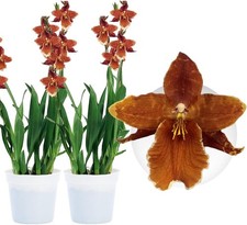 Piante di orchidee da interno